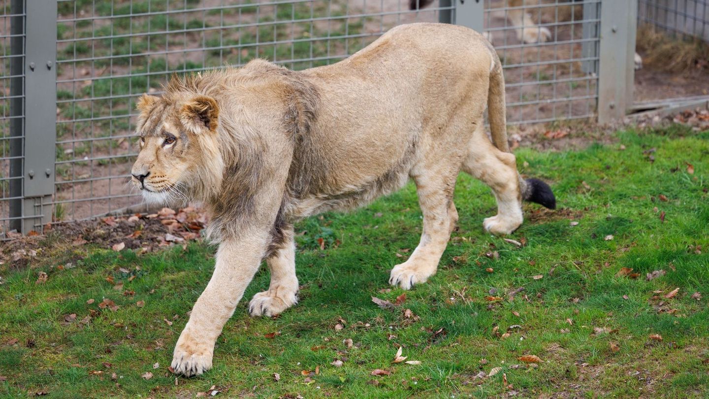 Mehrere Löwen stürzten sich auf den Zoo-Mitarbeiter. (Symbolbild) Foto: Friso Gentsch/dpa