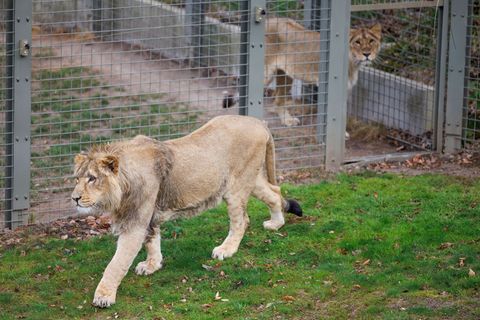Mehrere Löwen stürzten sich auf den Zoo-Mitarbeiter. (Symbolbild) Foto: Friso Gentsch/dpa