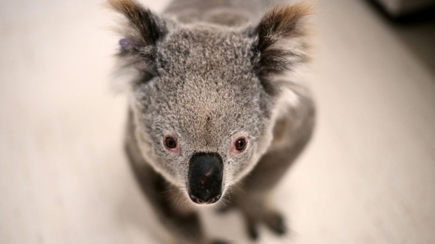 Chlamydien sind eine große Gefahr für Koalas