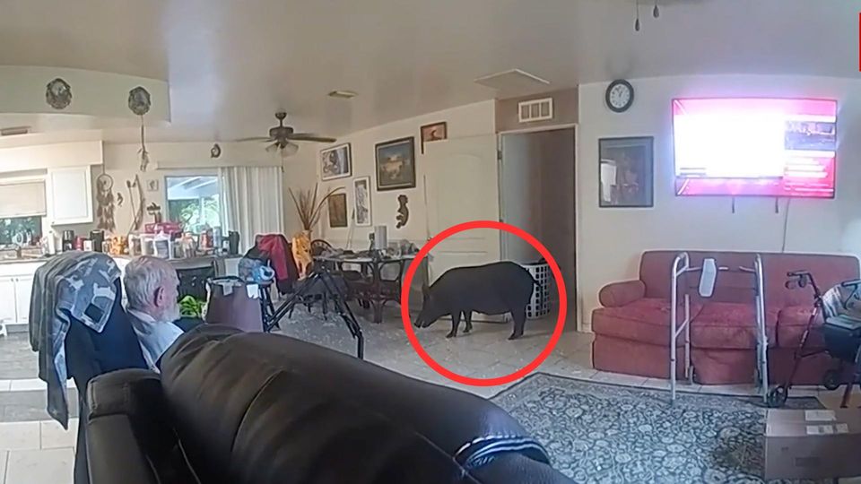 Wildschwein randaliert in Wohnung