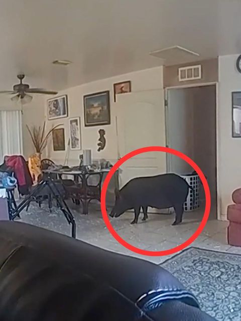 Wildschwein randaliert in Wohnung