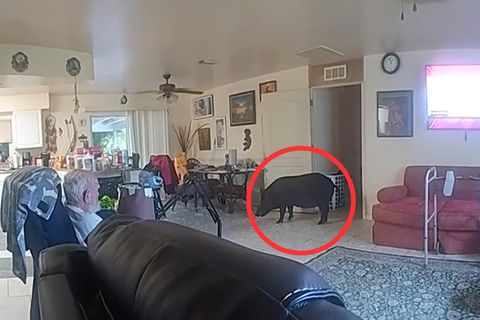 Wildschwein randaliert in Wohnung