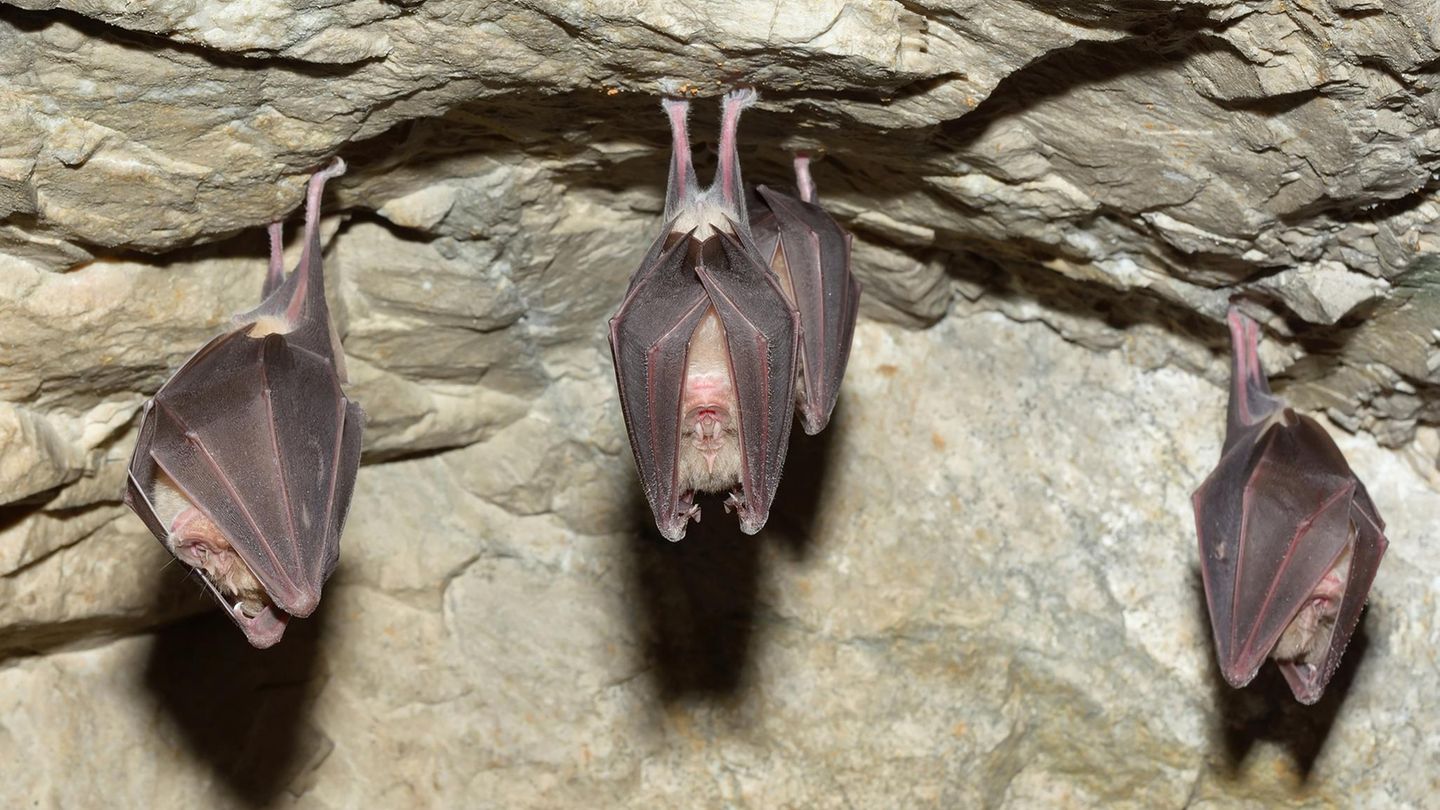 Fledermaus