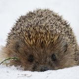 Igel