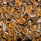 Schwarmtraube eines wilden Bienenvolks