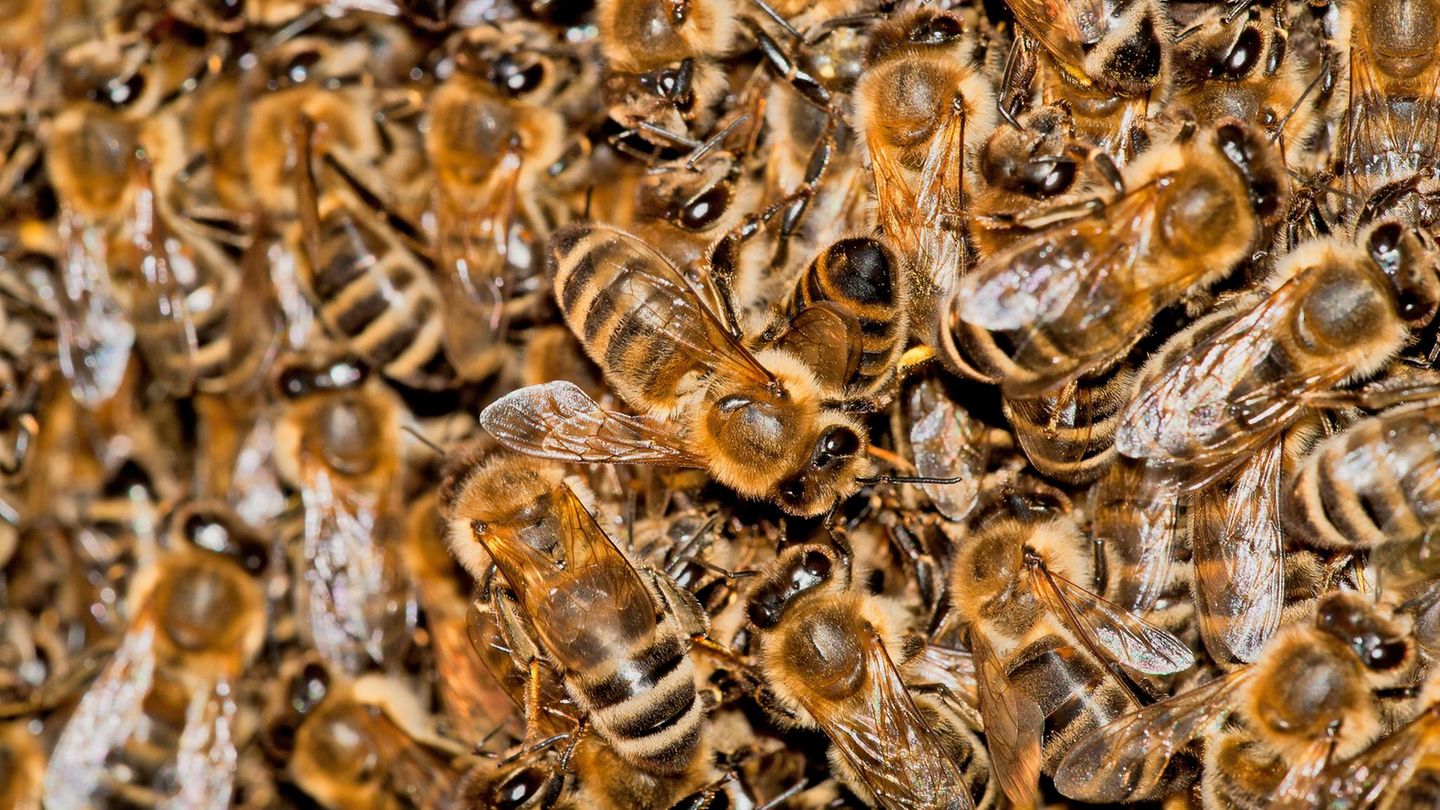 Schwarmtraube eines wilden Bienenvolks