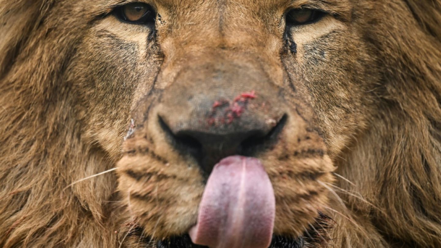 Löwe