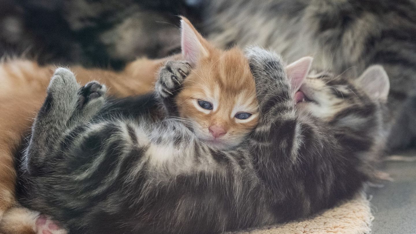 In der Urlaubszeit sind in Berlin Hunderte Tiere ausgesetzt worden, darunter auch viele Katzen und Hunde. (Foto - Illustration)
