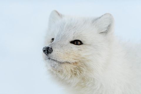 Polarfuchs close up