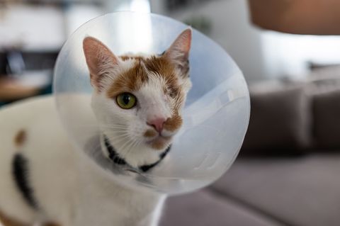 Katze Maja wurde von zwei Geschossen getroffen. Foto: Philipp von Ditfurth/dpa
