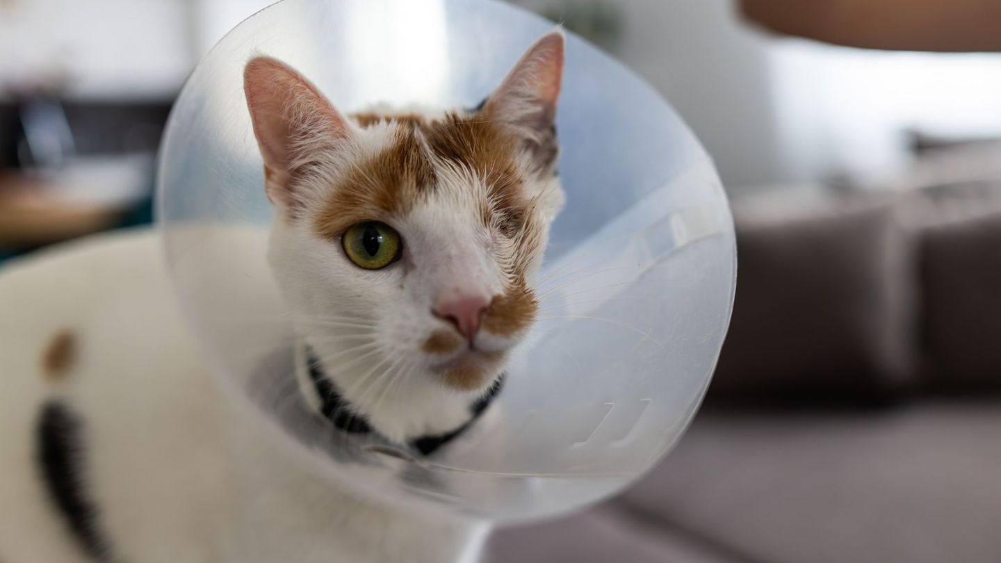 Katze Maja wurde von zwei Geschossen getroffen. Foto: Philipp von Ditfurth/dpa