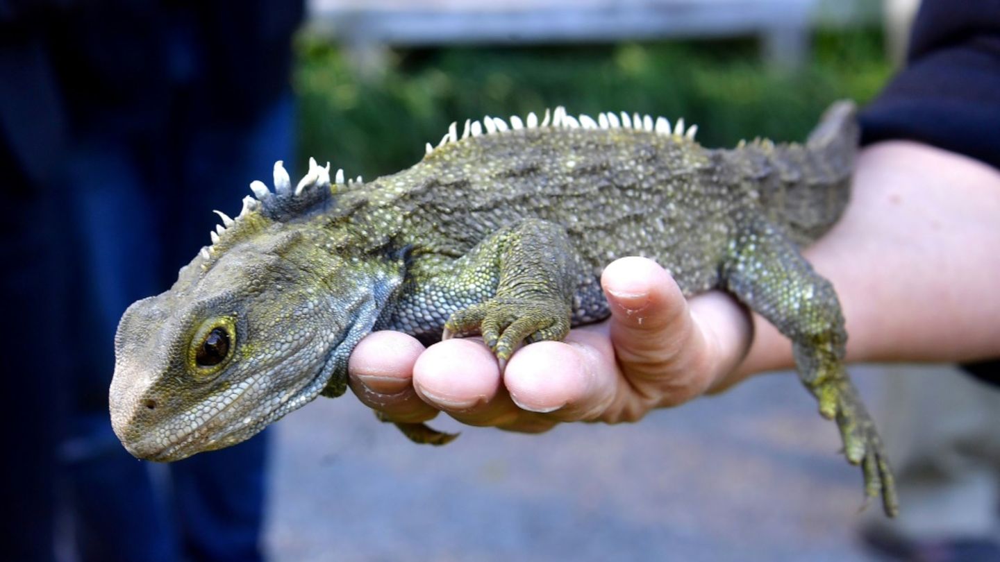 Neuseeländische Brückenechse Neuseeländische Brückenechse