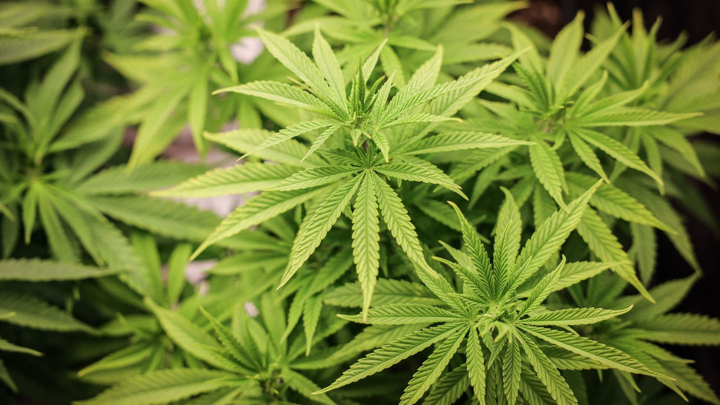 Bislang sind erst 13 Cannabis-Anbauvereinigungen in Hamburg zugelassen worden. (Archivbild) Foto: Christian Charisius/dpa