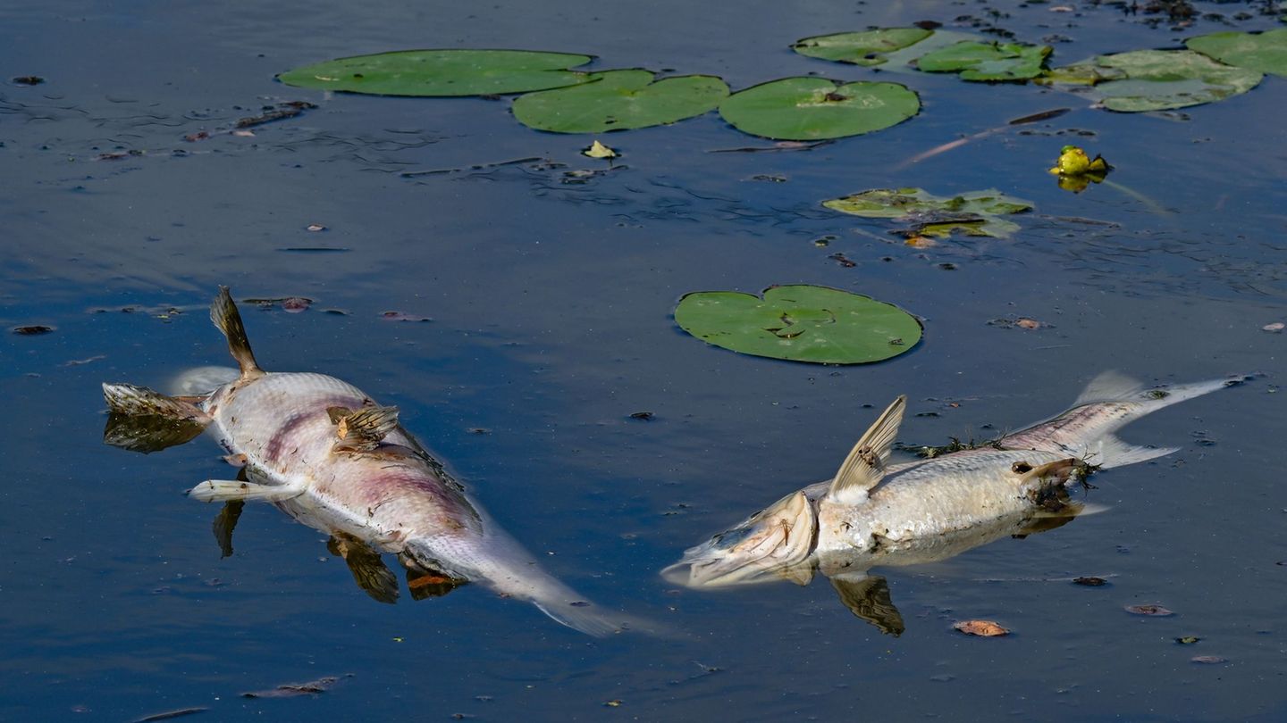 Dutzende tote Fische: Wegen Sauerstoffmangels verenden mehrere Tiere in dem See. (Symbolbild) Foto: Patrick Pleul/dpa
