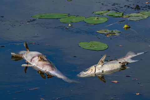 Dutzende tote Fische: Wegen Sauerstoffmangels verenden mehrere Tiere in dem See. (Symbolbild) Foto: Patrick Pleul/dpa
