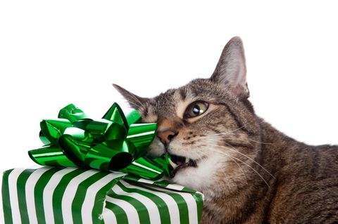 Eine Katze kaut auf einem Geschenk