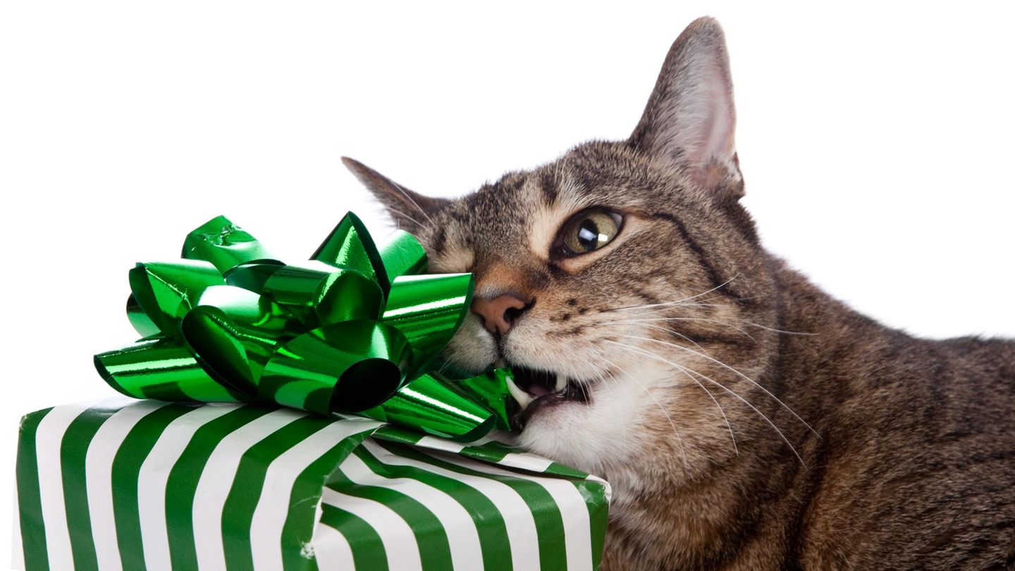 Eine Katze kaut auf einem Geschenk