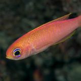 Tiefsee Fahnenbarsch