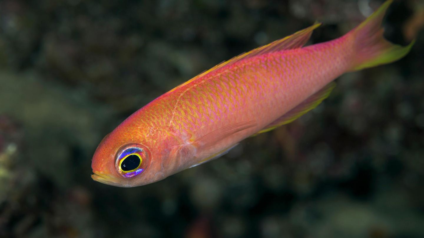 Tiefsee Fahnenbarsch