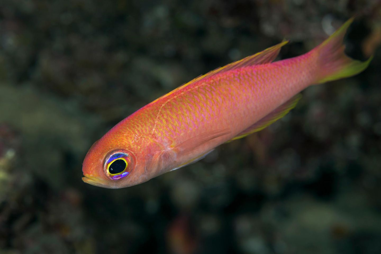 Tiefsee Fahnenbarsch