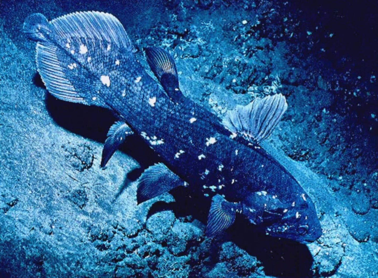 Tiefsee Quastenflosser