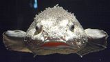 Tiefsee Blob-Fisch