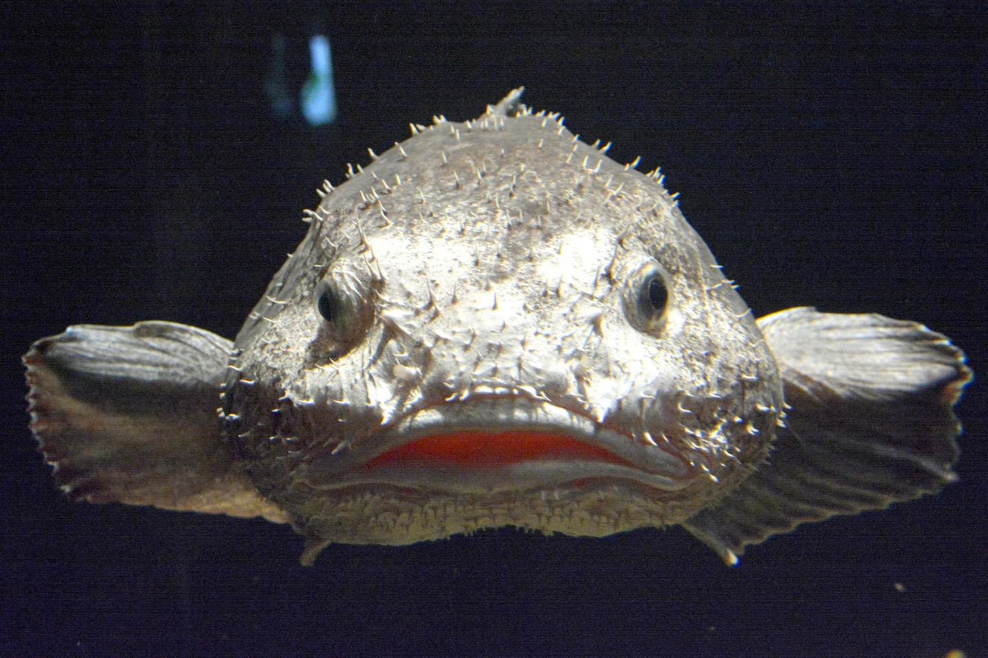 Tiefsee Blob-Fisch