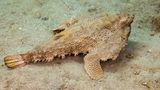 Tiefsee Fledermausfisch