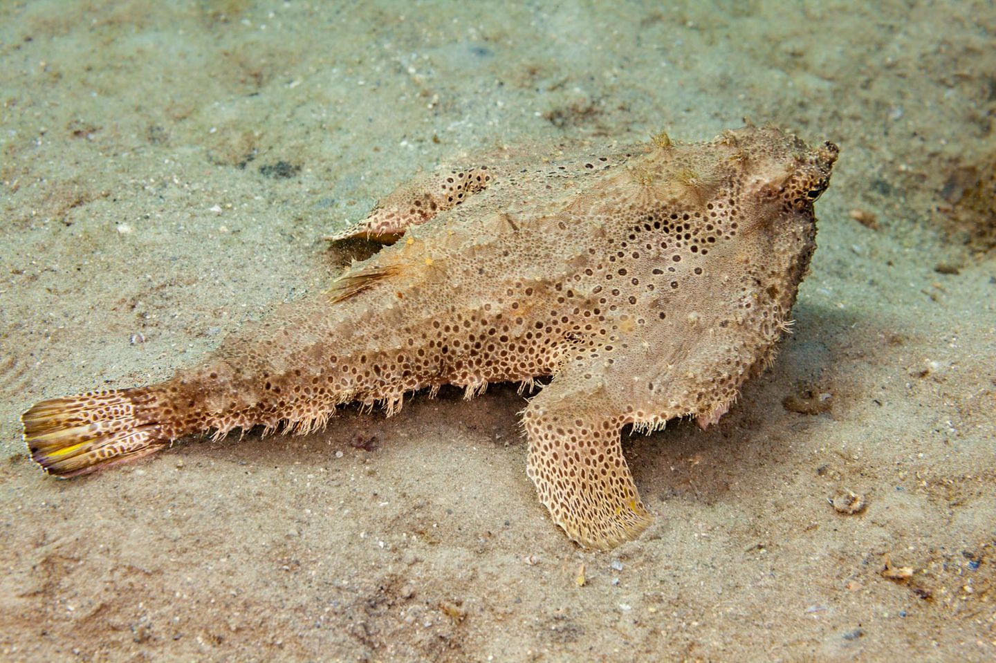 Tiefsee Fledermausfisch
