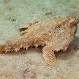 Tiefsee Fledermausfisch