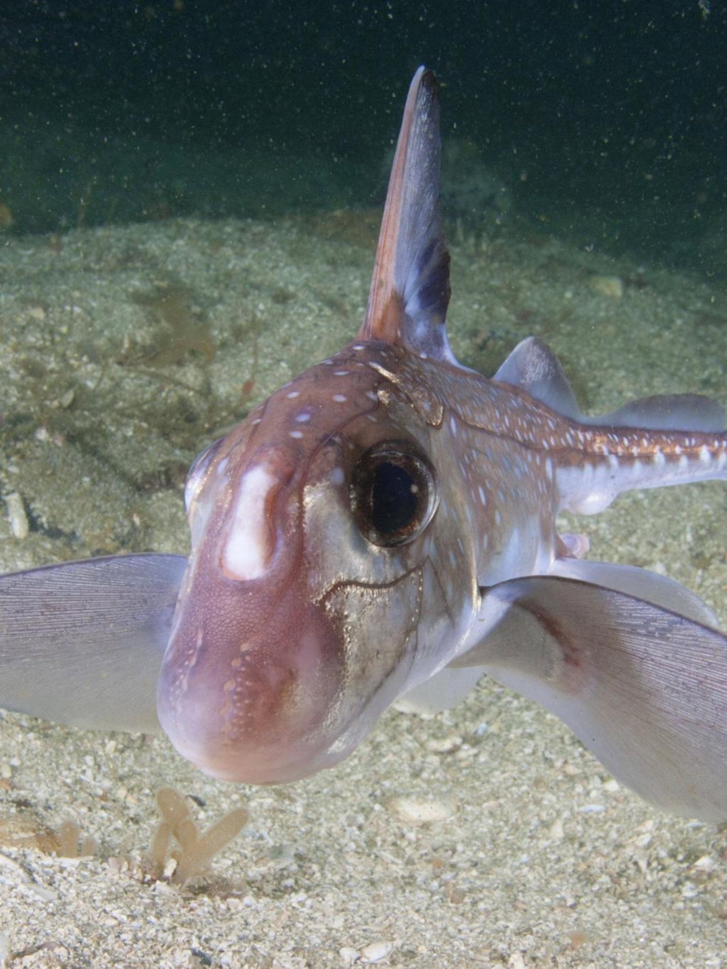 Tiefsee Chimäre