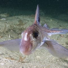 Tiefsee Chimäre