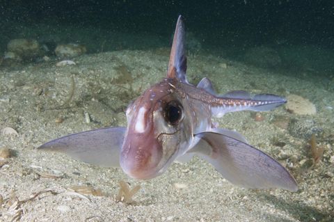 Tiefsee Chimäre