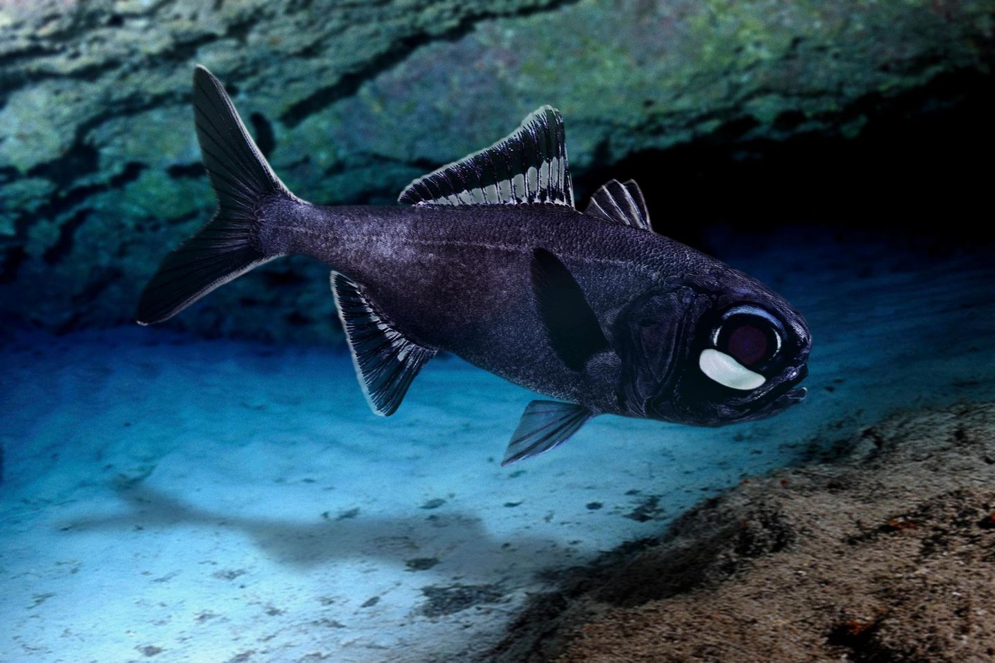 Tiefsee Laternenfisch