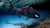 Tiefsee Laternenfisch