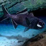 Tiefsee Laternenfisch