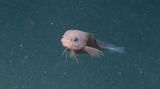 Tiefsee Snailfish Scheibenbauch