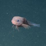 Tiefsee Snailfish Scheibenbauch