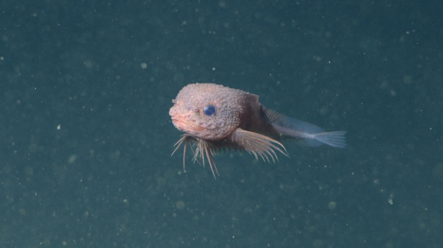 Tiefsee Snailfish Scheibenbauch