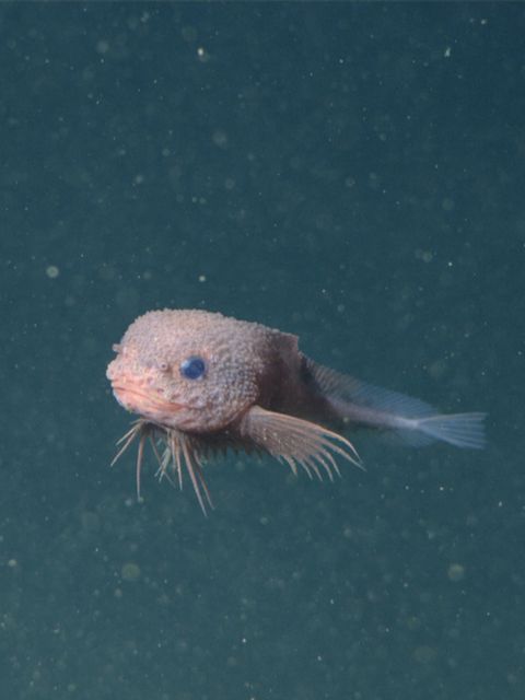 Tiefsee Snailfish Scheibenbauch