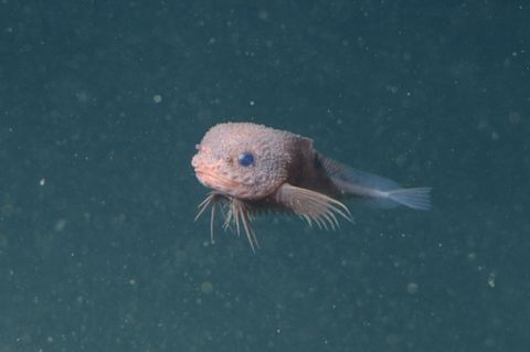 Tiefsee Snailfish Scheibenbauch