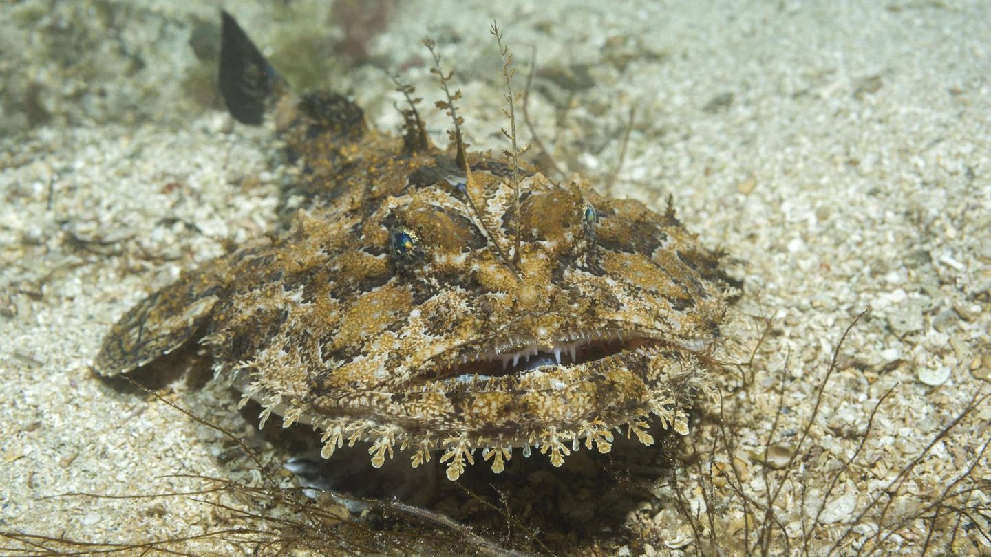 Tiefsee Seeteufel