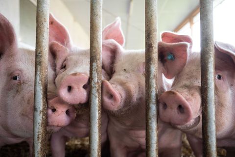 Der Bau tiergerechter Schweineställe bleibt Ziel. Foto: Marijan Murat/dpa