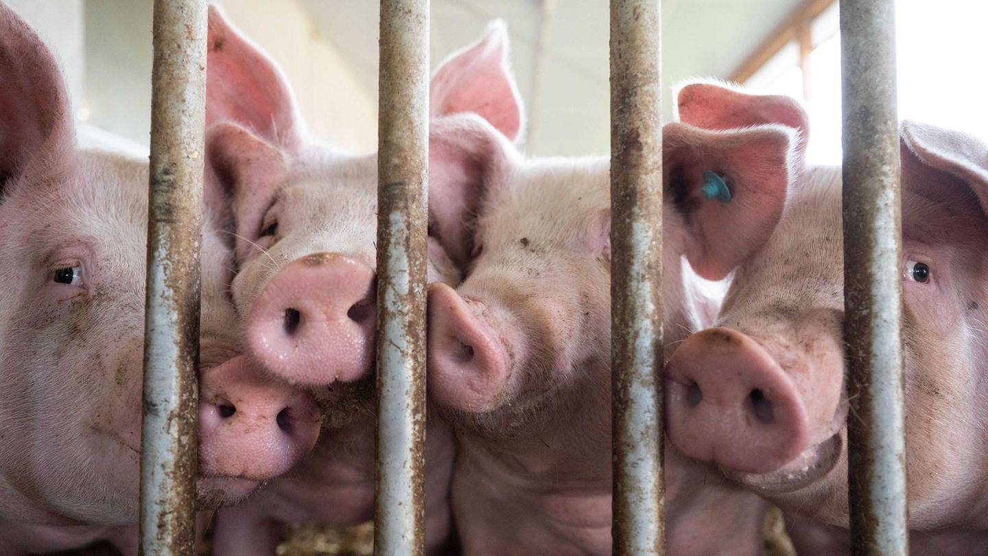 Der Bau tiergerechter Schweineställe bleibt Ziel. Foto: Marijan Murat/dpa