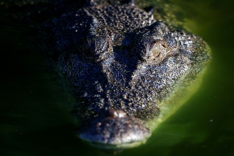 Krokodil in Australien