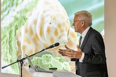 Winzig und doch bärenstark: Die neu entdeckte Bärtierchenart "Ramazzottius kretschmanni". Foto: Philipp von Ditfurth/dpa