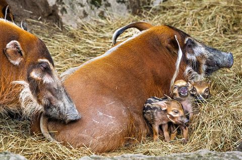 In einigen Monaten werden auch die Ferkel die typischen Haarpinsel an ihren Ohren entwickeln. Foto: Archiv Opel-Zoo/dpa