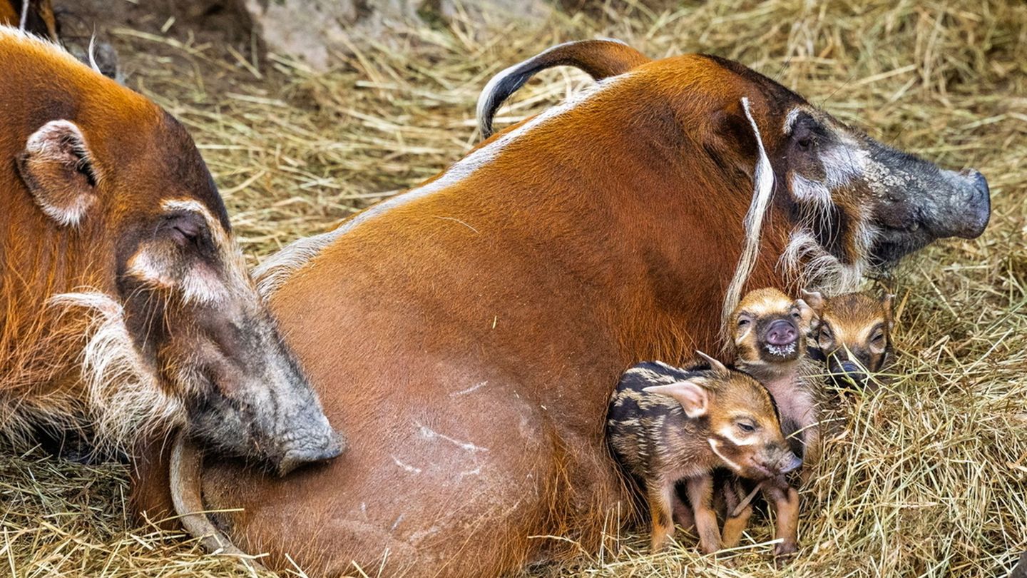In einigen Monaten werden auch die Ferkel die typischen Haarpinsel an ihren Ohren entwickeln. Foto: Archiv Opel-Zoo/dpa