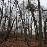 Mysteriöse Orte: Spukwald Hoia Baciu