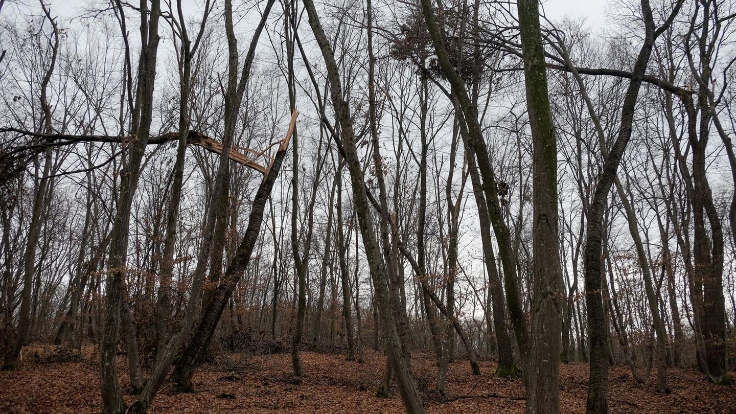 Mysteriöse Orte: Spukwald Hoia Baciu